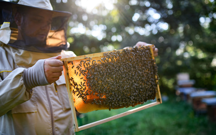 Imker mit Bienenstock in der Hand