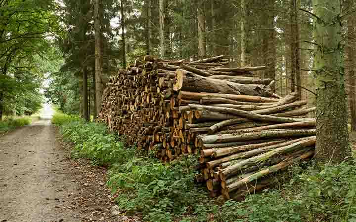 Wald mit Holzstämmen